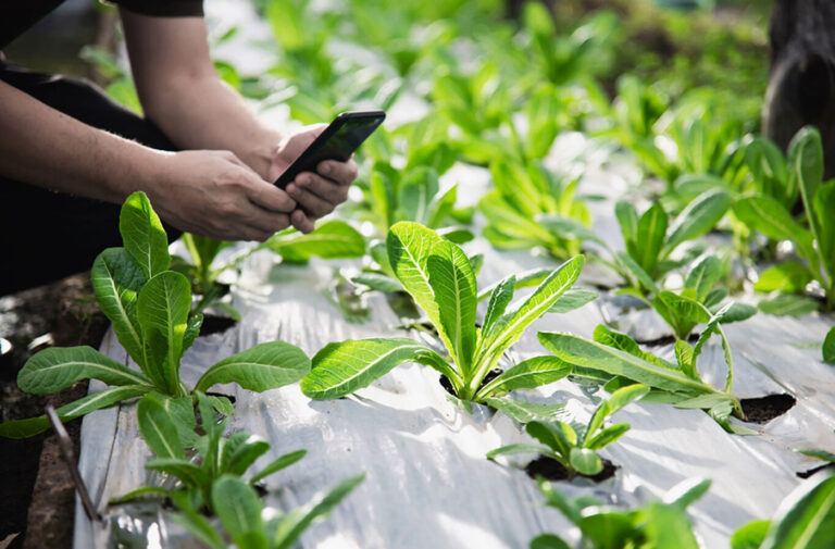¿Cómo mantener hermosos jardines sin preocupaciones con nuestras piezas?